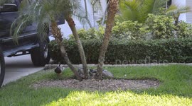 4 Male Ducks Forcefully Trying To Pin Down a Female