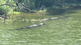 Two alligators have a ferocious fight