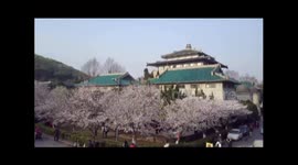 Beautiful aerial footage of cherry blossoms in Wuhan University