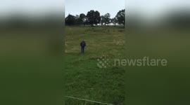 Newsflare Edit - Me being chased by cows