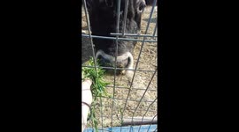 Bull With donald's trump haircut! :D