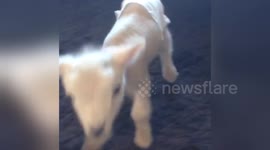 Newsflare Edit - Shaun the lamb