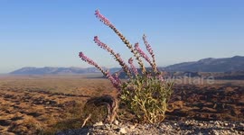 Desert lupine and badlands at Vista del Malpais in Anza-Borrego Desert State Park