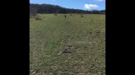 Chocolate labrador running at full pelt!