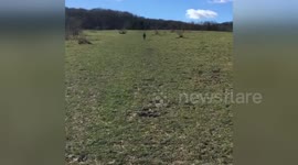Newsflare Edit - Chocolate labrador running at full pelt!