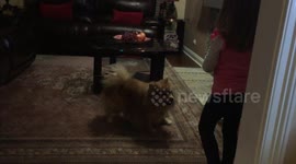 My daughter likes to train our dog