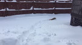 Running Dog in the Snow