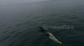 Incredible footage of a gannet hunting