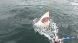 Huge great white shark breach
