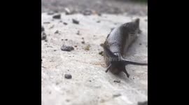 Slug trail