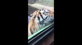 Up close with a tiger cub (behind glass!)