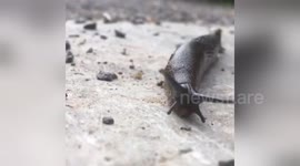 Newsflare Edit - Slug trail