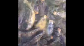 Fish feeding frenzy!