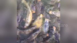 Newsflare Edit - Fish feeding frenzy!