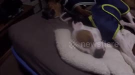 Staffordshire Bull terriers on the bed Sleeping