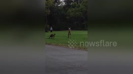 Big male kangaroo asserts his masculinity to seduce female