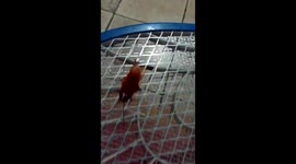 See a GIANT COCKROACH get electrocuted!! Listen to him cook!
