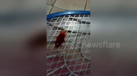 Newsflare Edit - See a GIANT COCKROACH get electrocuted!! Listen to him cook!