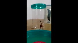 HUGE SPIDER try's to attack me!