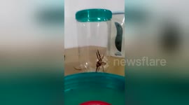 Newsflare Edit - HUGE SPIDER try's to attack me!