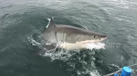 Huge great white shark breaches in South Africa