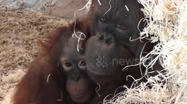 A celebration of mothers of the animal kingdom