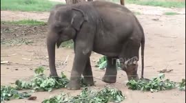 Orphan elephant walks on prosthetic limb at Elephant Transit Home in Sri Lanka