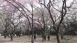 Cherry Blossoms in Shinjuku-gyoen, Tokyo, Japan