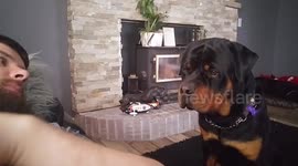 Rottweiler and his love for paper