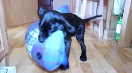 Fearless Labrador puppy attacks snake (draught excluder)