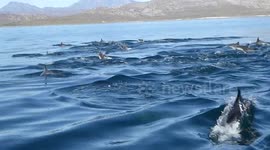 Dozens of dolphins surround fishing boat in Mexico
