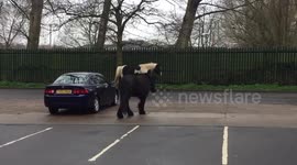 Escaped horses roam around car park