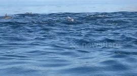Dozens of dolphins surround fishing boat in Mexico