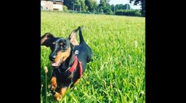 So cute: Puppy jumping through the high grass in slowmotion