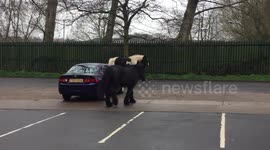 Escaped horses roam around car park