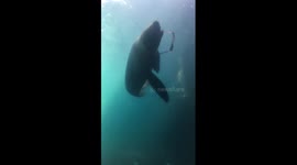 Seal steals man's sunglasses
