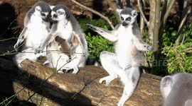 Lemurs reveals newborn baby while sunbathing