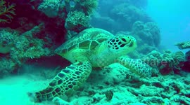 Sea turtle uses coral to 'polish' shell