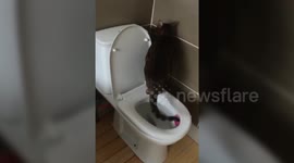 Clever kitty has amazed its owner - by using their TOILET.