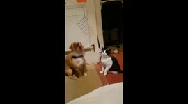 Dog Takes Out Cat #Wrong Place Wrong Time You Won't See It Coming