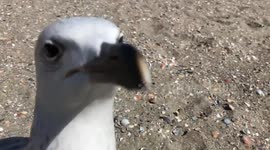 Seagull attacks man on beach