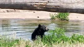 Bear Cubs Playing at Bear Country USA