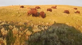 Morning Bison Traffic in Yellowstone National Park