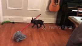 French bulldog puppy helps mopping the floor