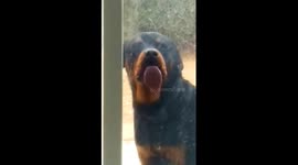 Rottweiler attacks through glass door
