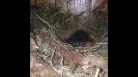 Baby Birds nested up in a book shelve