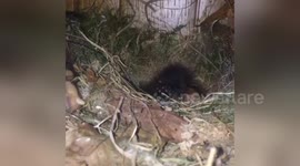 Newsflare Edit - Baby Birds nested up in a book shelve
