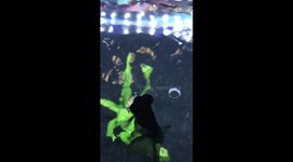 Goldfish Swimming