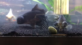 Cute Goldfish Devour Food!