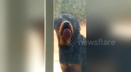 Newsflare Edit - Rottweiler attacks through glass door